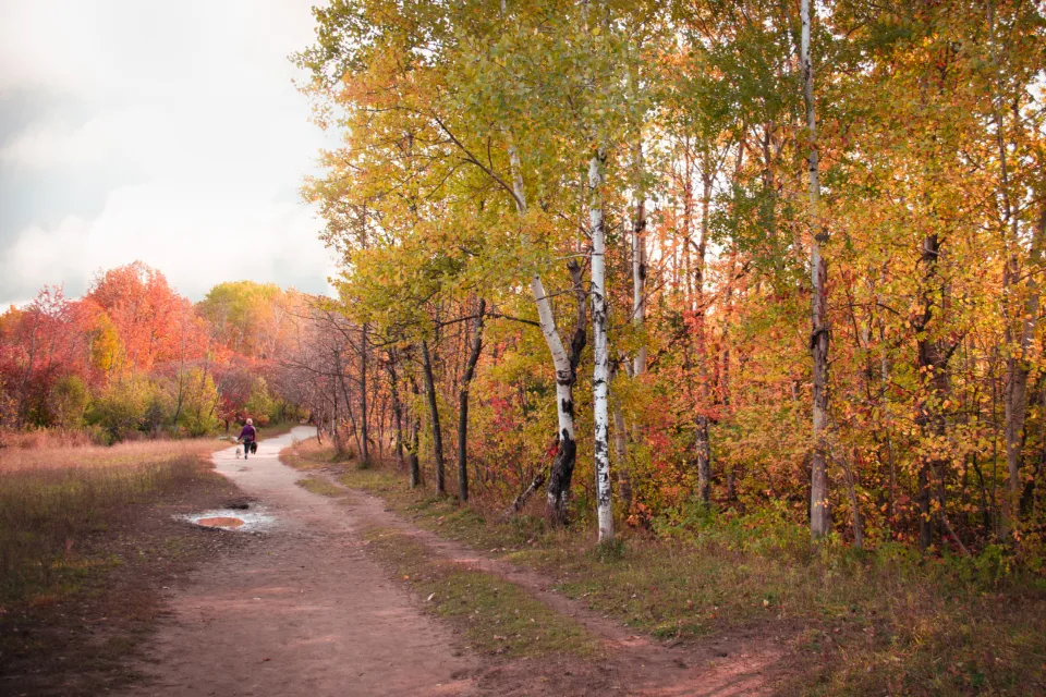 Person walking on a dirt path through autumn trees